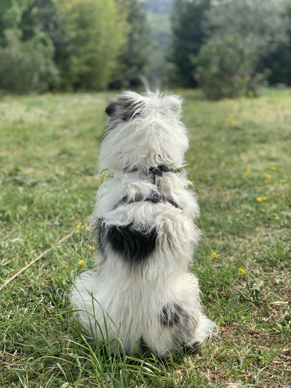 La Maia Sulla Via Francigena