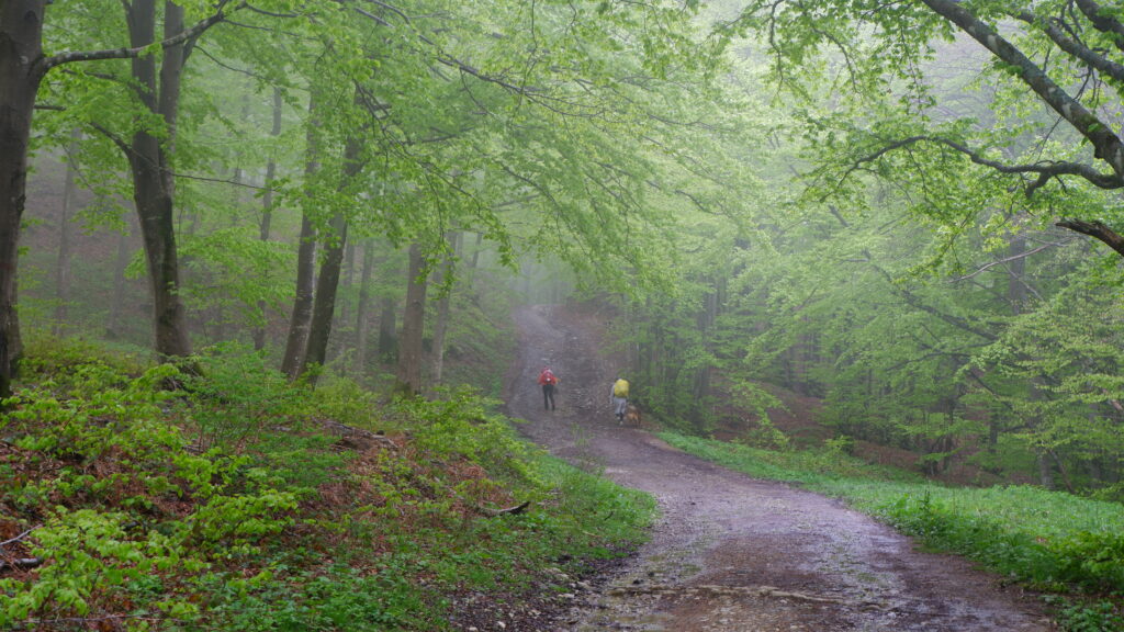 Il faggeto nella nebbia 